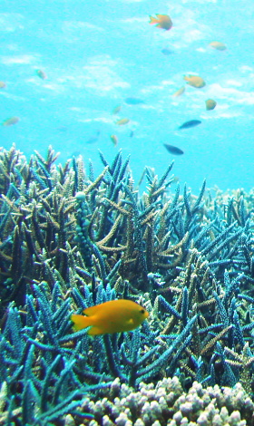 サンゴ写真