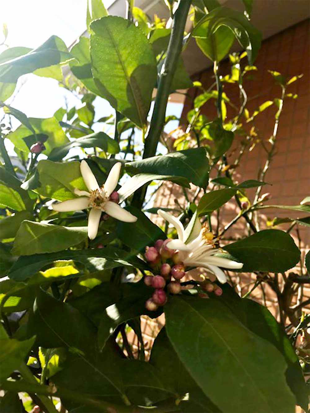レモンの花の写真