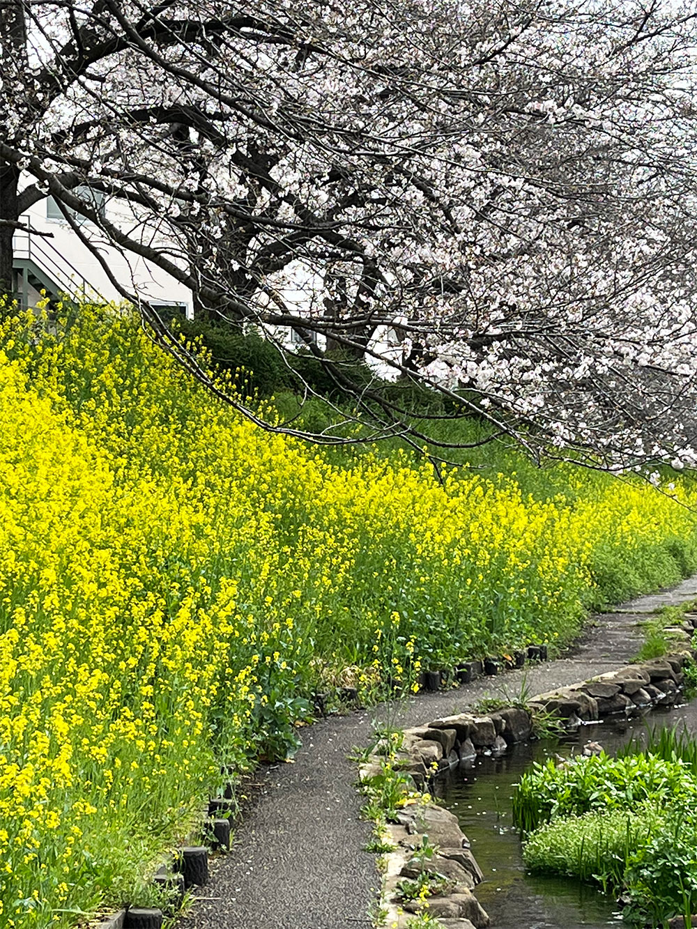 桜と菜の花が咲いている