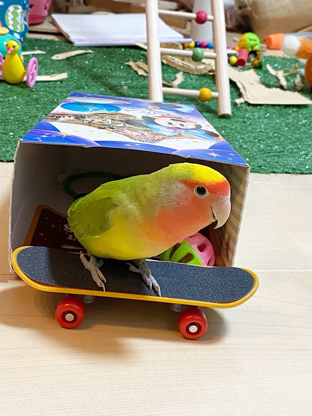 コザクラインコの写真