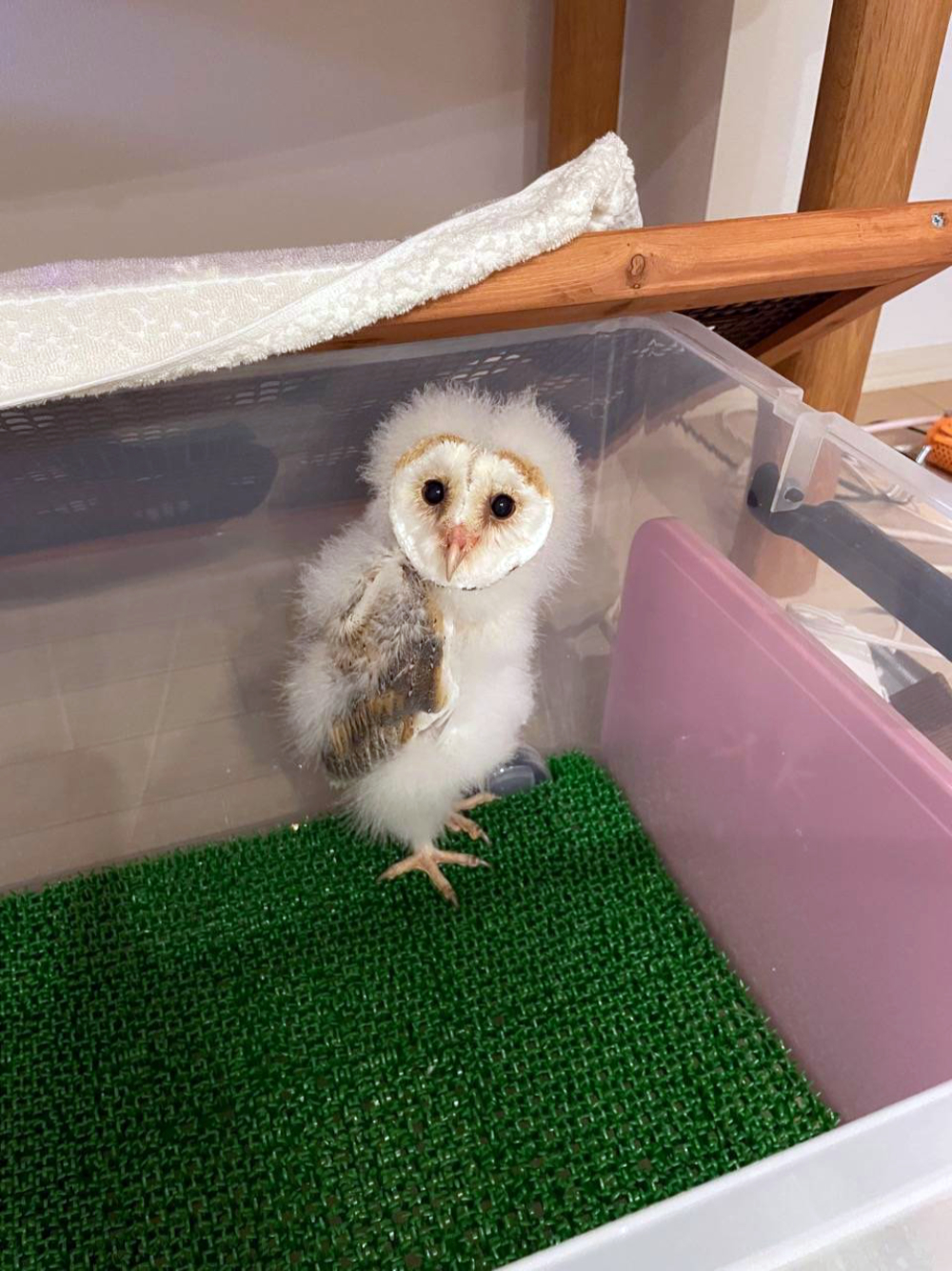 フクロウの赤ちゃんの写真
