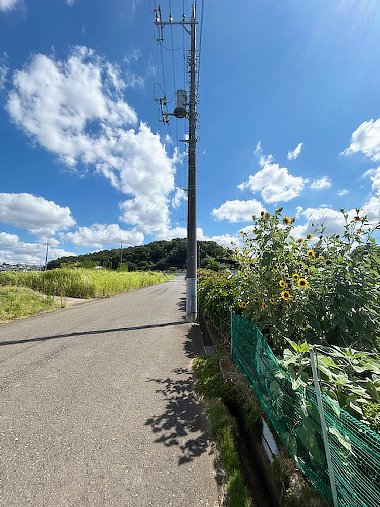 青空、ひまわり、坂道の風景写真