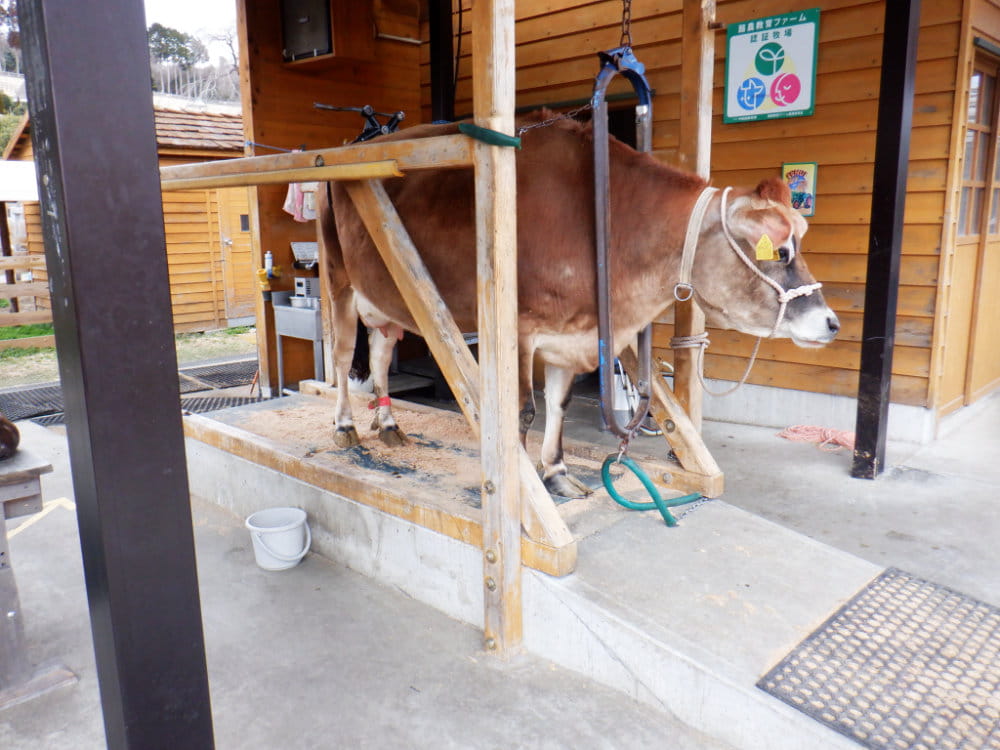 乳しぼりの牛の写真